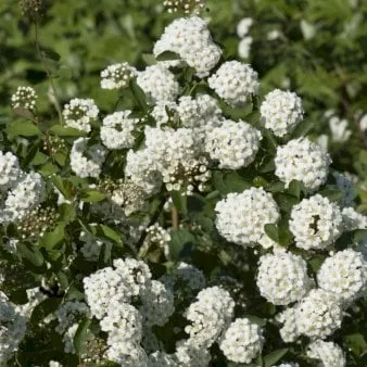 Buketspiræa